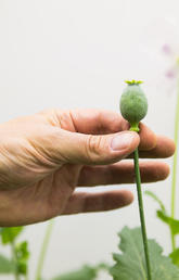 A new gene discovery by a team of University of Calgary researchers has the potential to help yield safer, less expensive synthetic opioid pharmaceuticals. Photos by Riley Brandt, University of Calgary