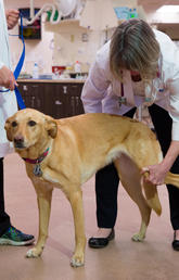 Rosie the dog is now able to run, jump, hike, and swim because of a total hip replacement procedure performed by the University of Calgary's Terri Schiller. Photos by Riley Brandt, University of Calgary