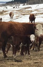 University of Calgary PhD student Jennifer Pearson's newborn calf research has earned her the prestigious Douglas A. Armstrong Memorial Scholarship from the Academy of Veterinary Consultants. Photo by Collene Ferguson, Faculty of Veterinary Medicine