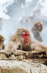 Japanese macaques enjoying a hot tub