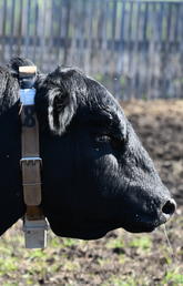 Researchers have attached GPS radio collars to beef bulls at W.A. Ranches to monitor their movements and activities before and during breeding season