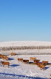 Alberta beef cattle operation in winter