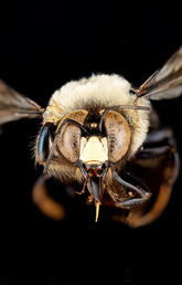 Male Xylocopa virginica (Eastern carpenter bee).