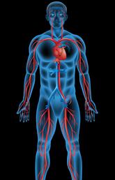 Cardiovascular system