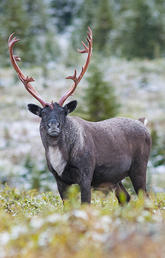 Wild caribou in the Rocky Mountains