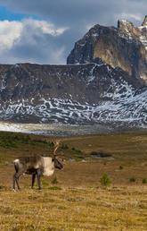 caribou