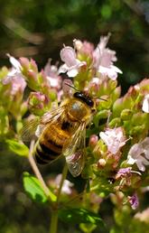 bumblebee photo by Abbie Paulson