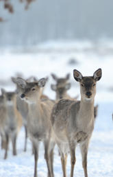 A herd of deer stand together in the snow.