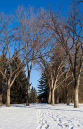 UCalgary winter campus