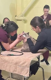 The cat, John Snow, is examined by third year UCVM students