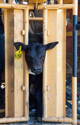 UCVM students are helping mitigate Canada's shortage of large-animal vets, especially in cattle care