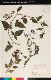 Image from the herbarium