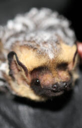 Hoary bat