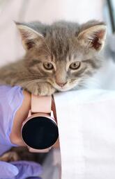 Cat receiving veterinary care