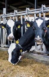 Dairy cattle on a farm