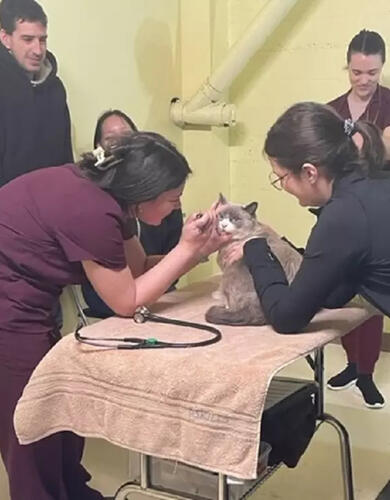 The cat, John Snow, is examined by third year UCVM students