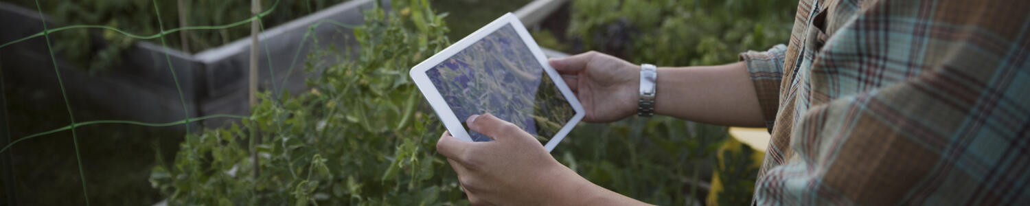 A students holds a tablet in an outdoor garden.