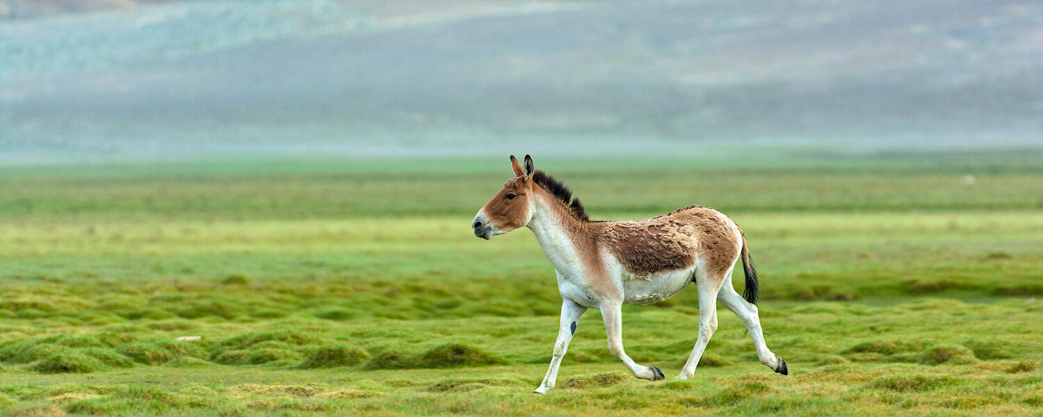 A Tibetan Kiang trots across a green field. It is a small horse-like animal, with a dark brown head and back, and a white underside and legs. It has a short dark mane that stands upright.