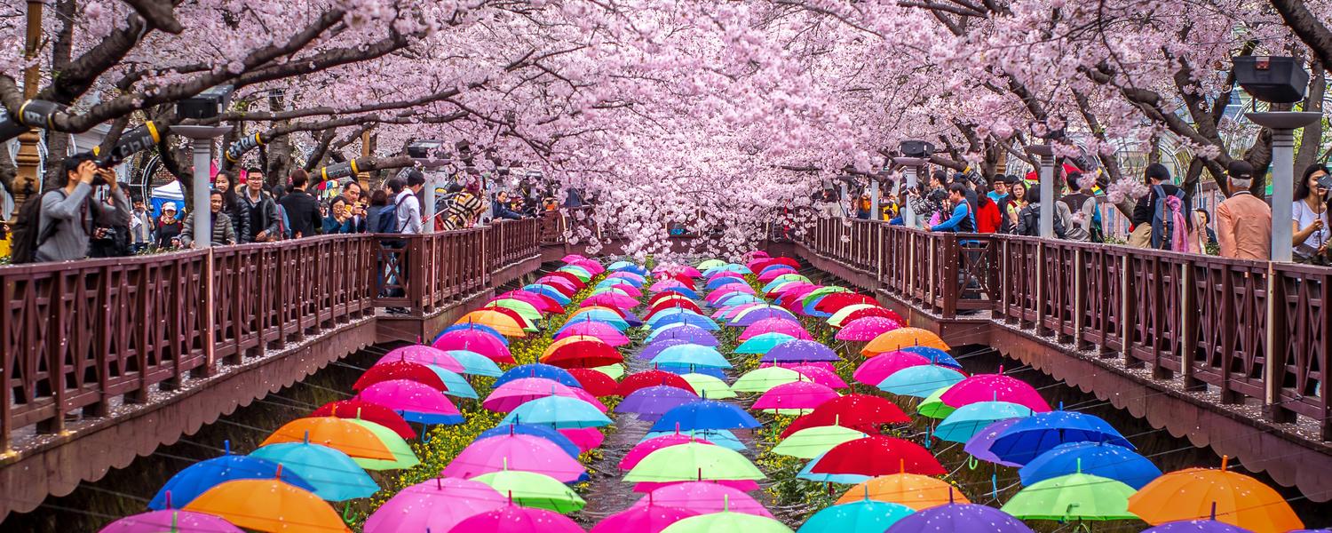 Image looking down a bridge in Japan, there are rainbow umbrellas hanging from the bridge and cherry blossom trees above