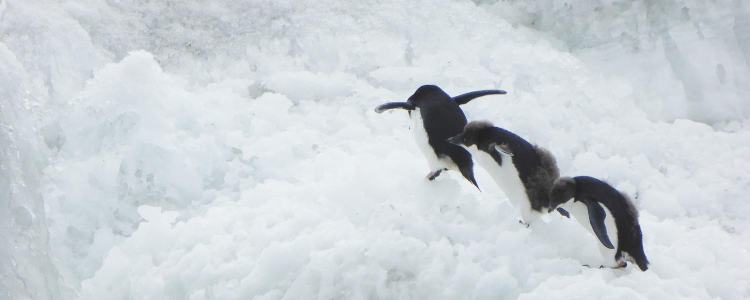 Penguins