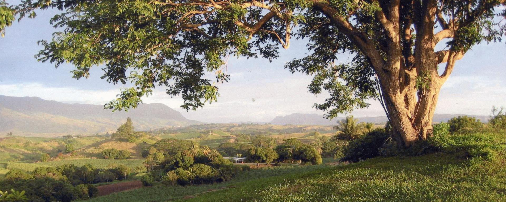 A broad tree with branches hanging over grassy field and stones - farm in Fiji
