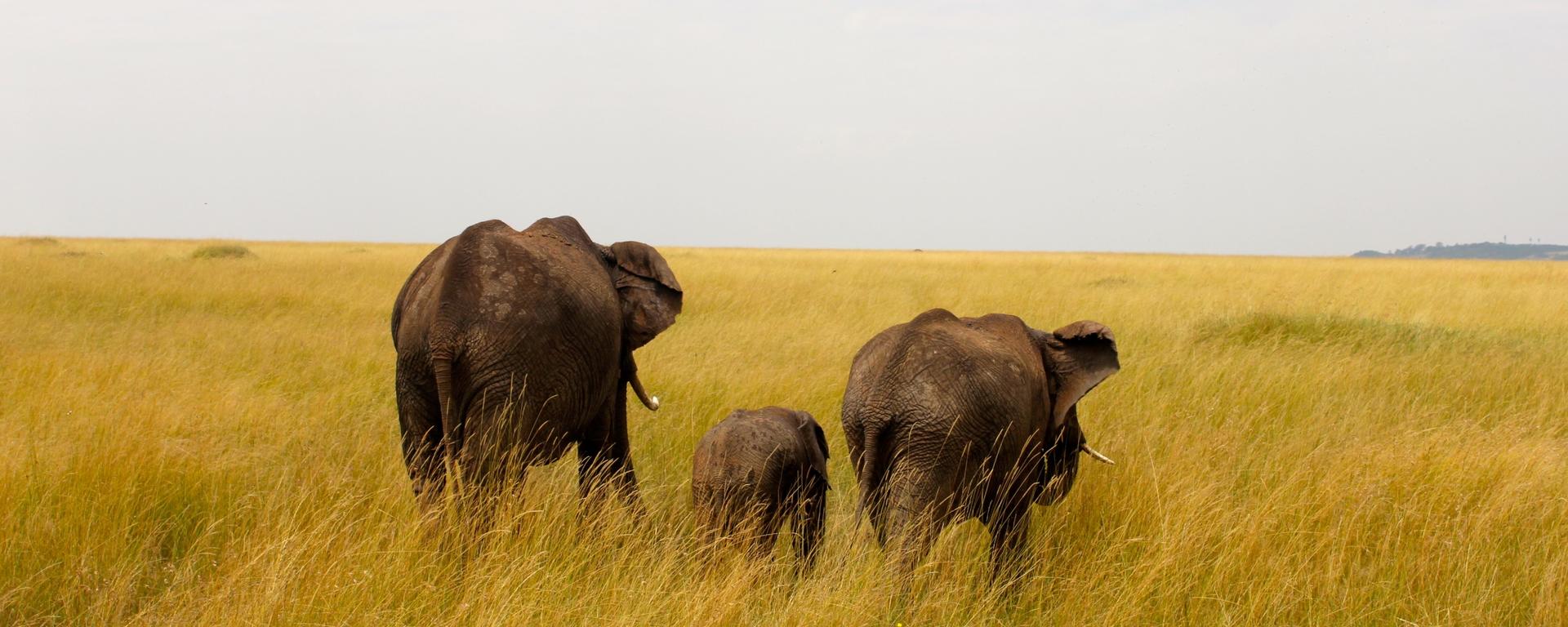 Photo of two adult elephants and a baby elephant walking away from the camera into yellow grassy fields