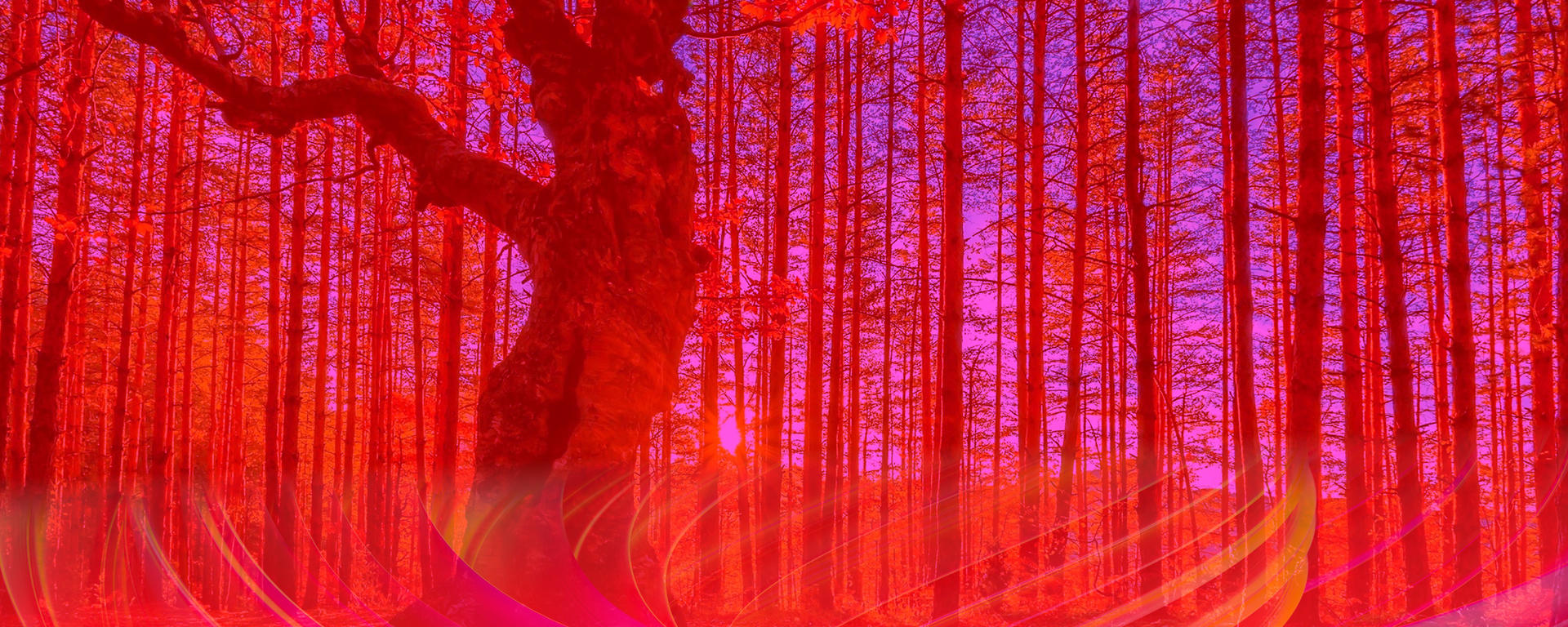 photo of an oak tree in a forest with a red overlay