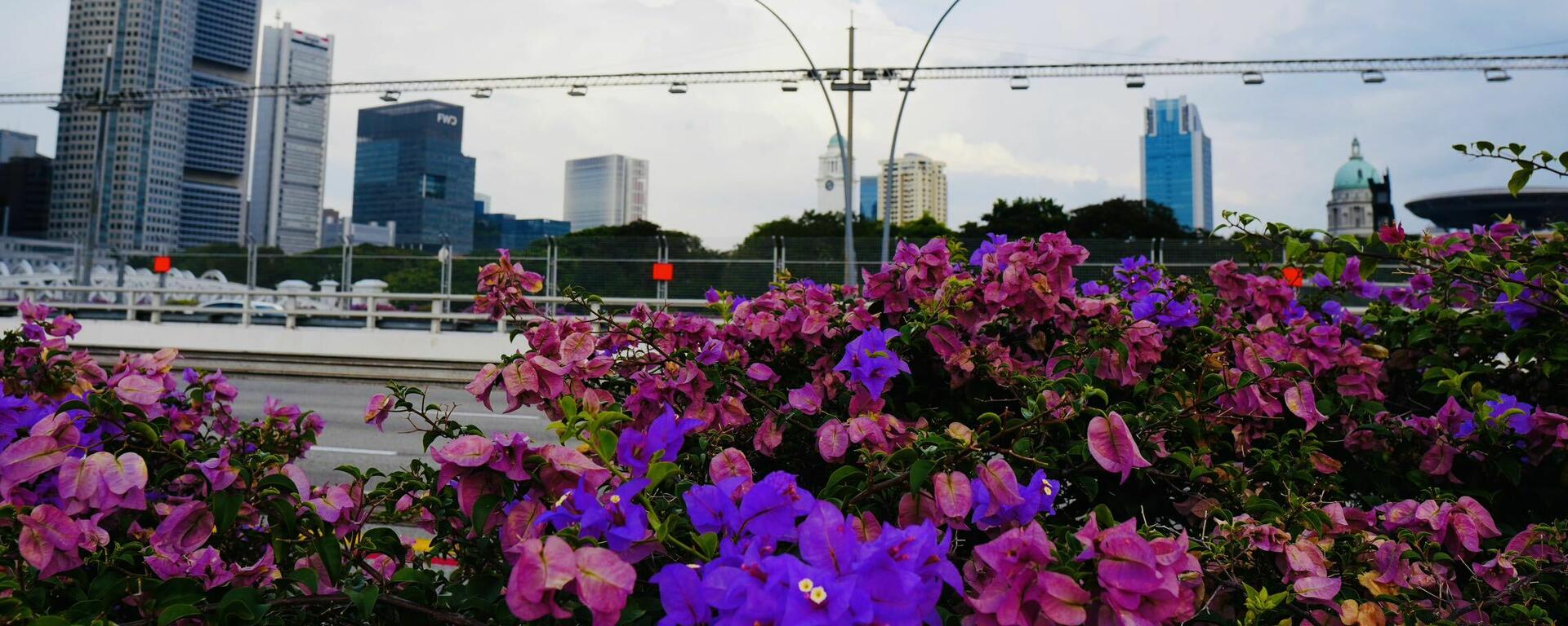 Large purple and pink flower bushes fill the bottom half of the image, with city skyscrapers in the background on a cloudy day.