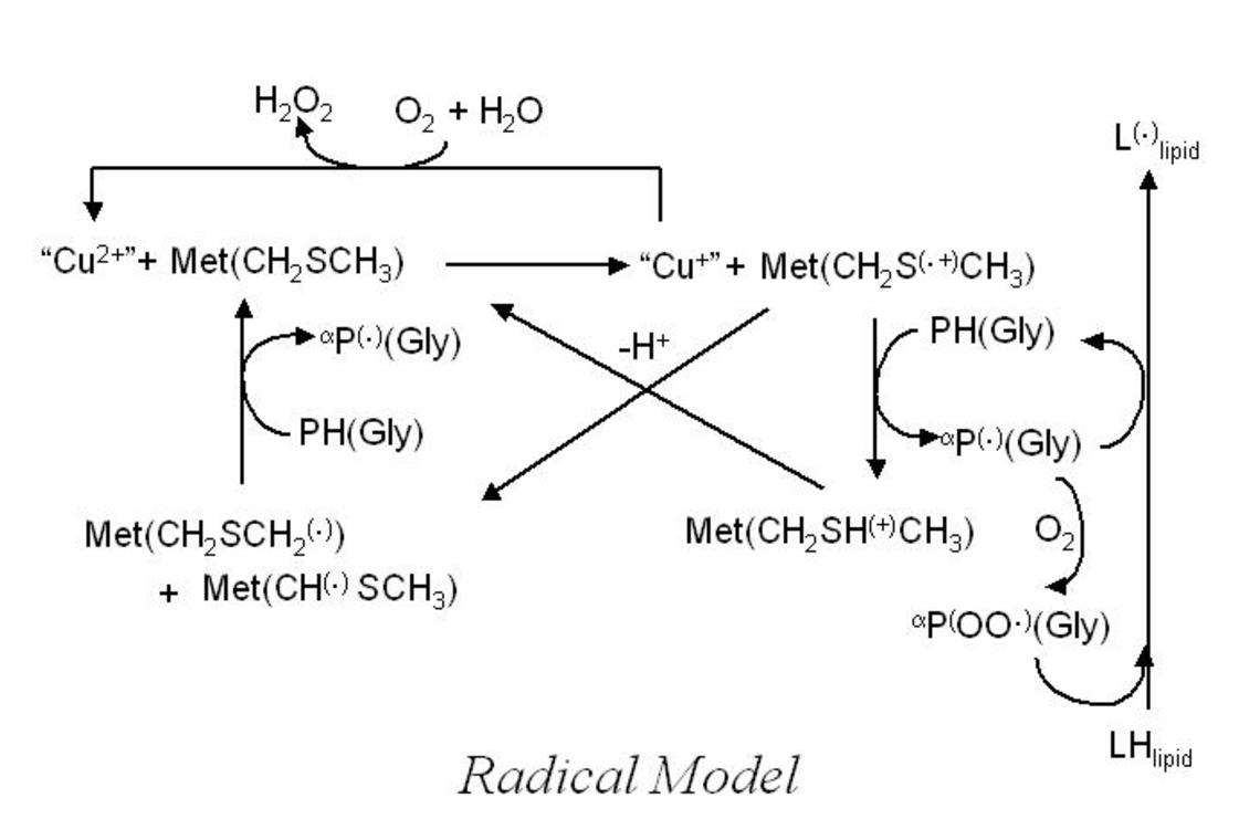 Radical Model
