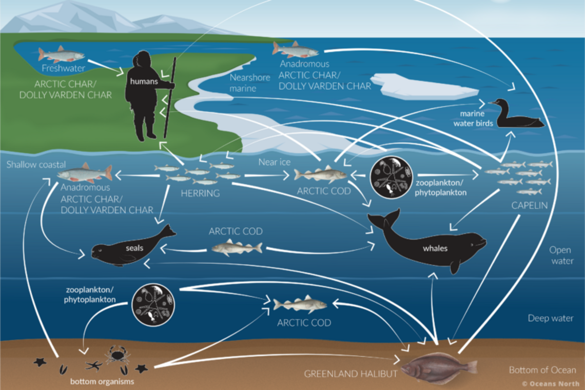 Arctic Ecosystem