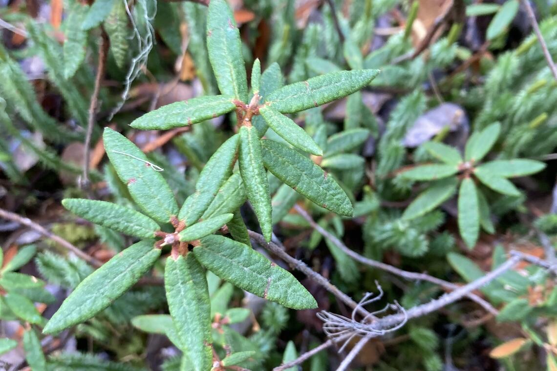 Labrador Tea