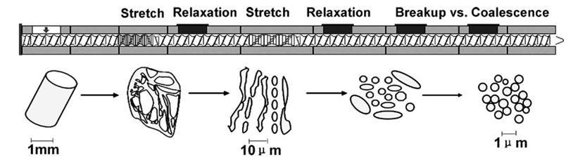 Mechanism of Morphology Generation