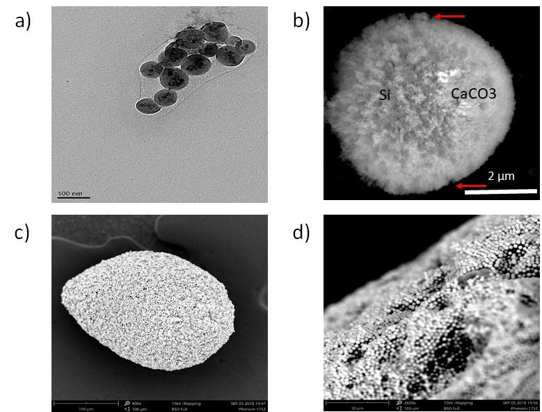 Engineered nano and micro particles