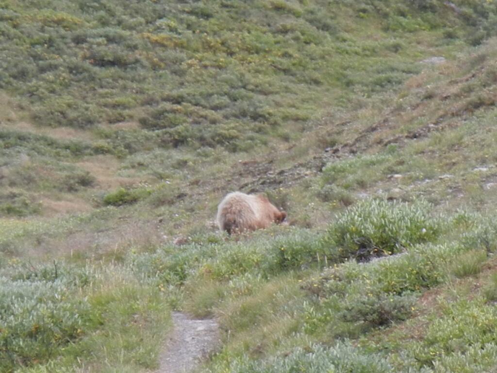 Grizzly Grizzly