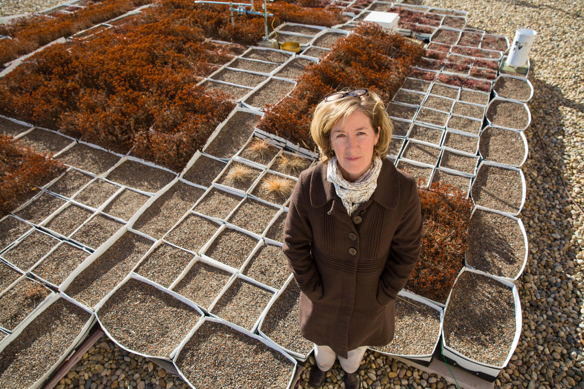 Karen Ross, a master's student in the Department of Geography, researches green roof technology in cold climates.