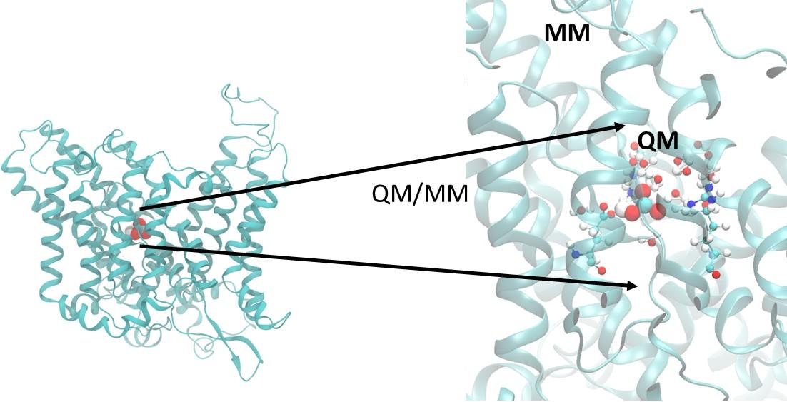 QM/MM Study of Ion Transfer