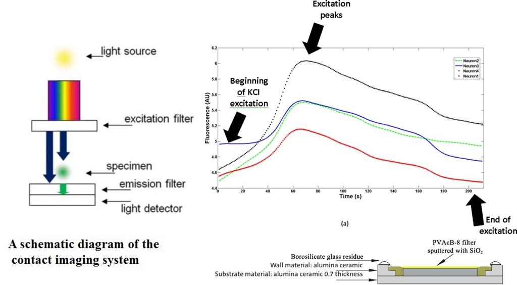 Lensless Calcium Imaging