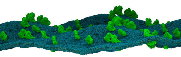 PlasmaMembraneModel