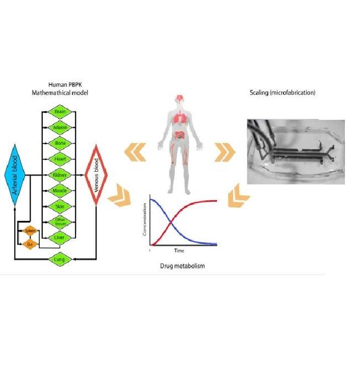 Microfluidic-based multi-organ platforms for drug discovery