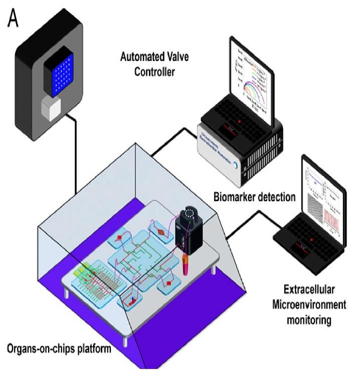 A multi-sensor-integrated organ-on-chips platform for automated and continual in situ monitoring of organoid behaviors