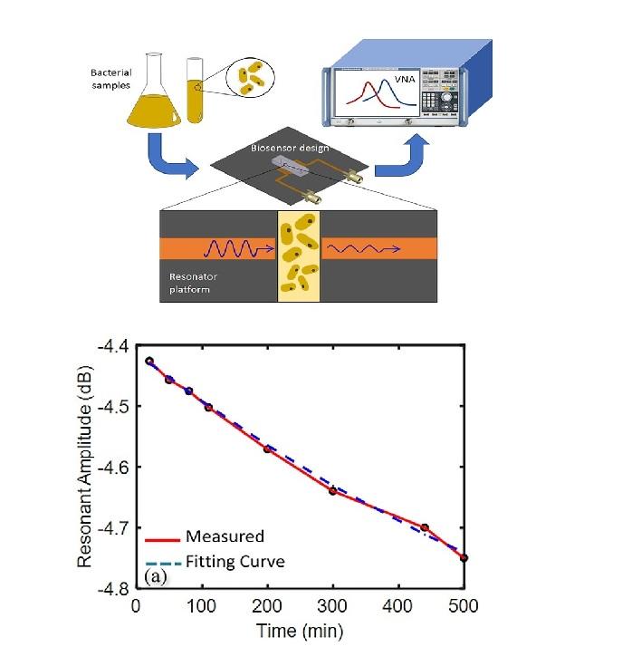 Sensitive, Real-time and non-intrusive detection of concentration and growth of pathogenic bacteria using microfluidic-microwave ring resonator biosensor