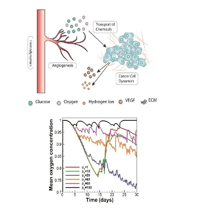 Mathematical modeling of the function of Warburg effect in tumor microenvironment