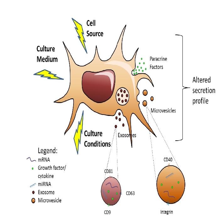 Bioprocessing of mesenchymal stem cells towards cell-free therapeutics