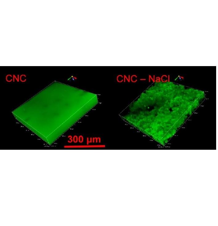 Monitoring Colloidal Behavior of Cellulose Nanocrystals in Presence of Sodium Chloride