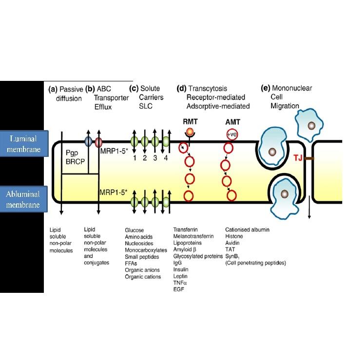 In vitro models and systems for evaluating the dynamics of drug delivery to the brain