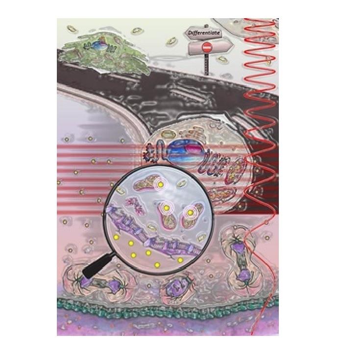 Nanoscale optoregulation of neural stem cell differentiation by intracellular alteration of redox balance