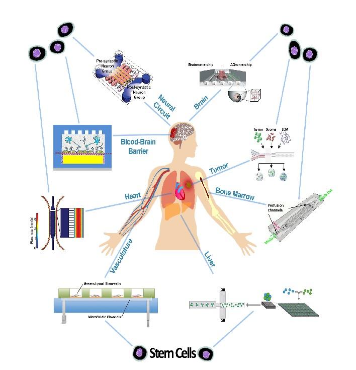 Controlling differentiation of stem cells for developing personalized organ-on-chip platforms
