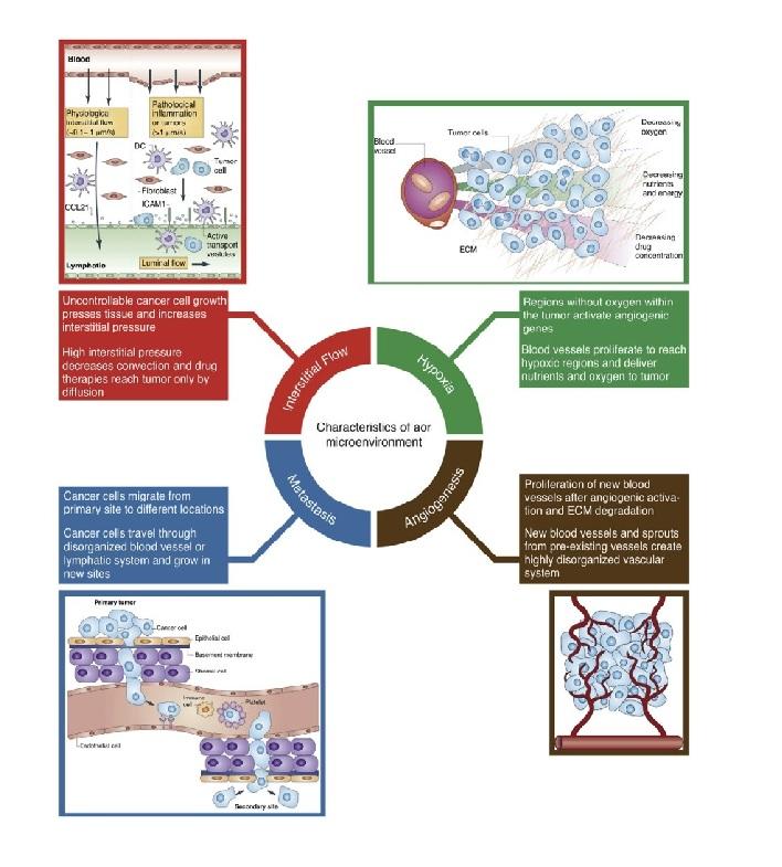 Microfluidic technologies for anticancer drug studies
