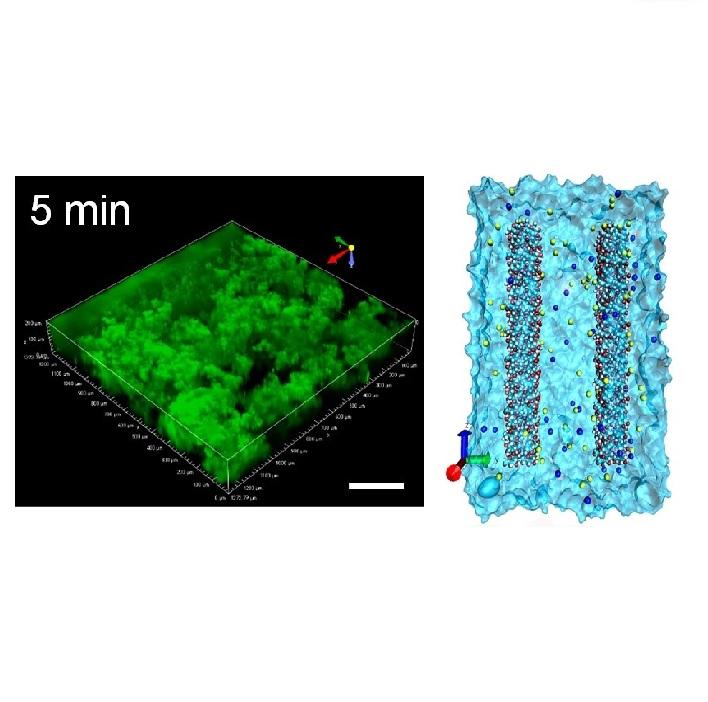 Cellulose nanocrystal structure in the presence of salts