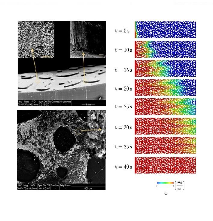 Contaminant transport in soil: A comparison of the Theory of Porous Media approach with the Microﬂuidic visualization